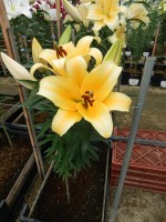 [4522 VWS Solange No01.JPG]